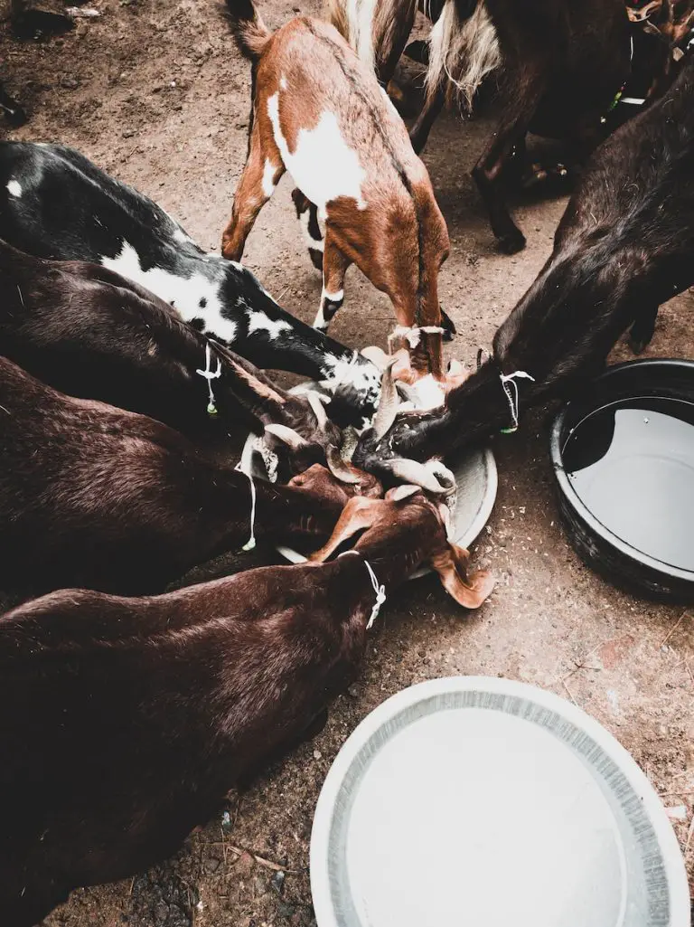 Feeding Dairy Goats: Nutritional Requirements, Common Feeds, and Best Practices