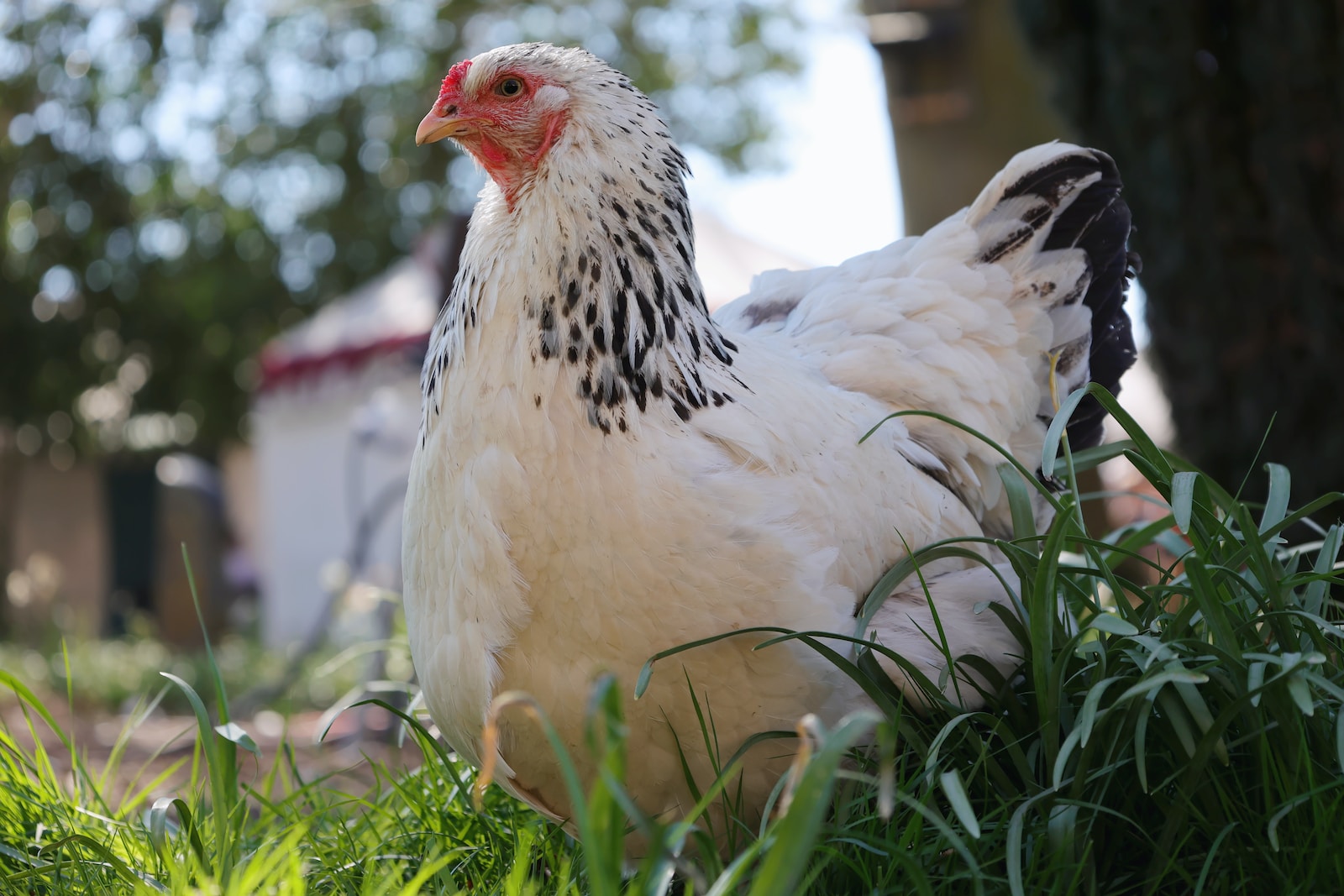 The Best Chicken Breeds for Egg-Laying and Gentle Dispositions