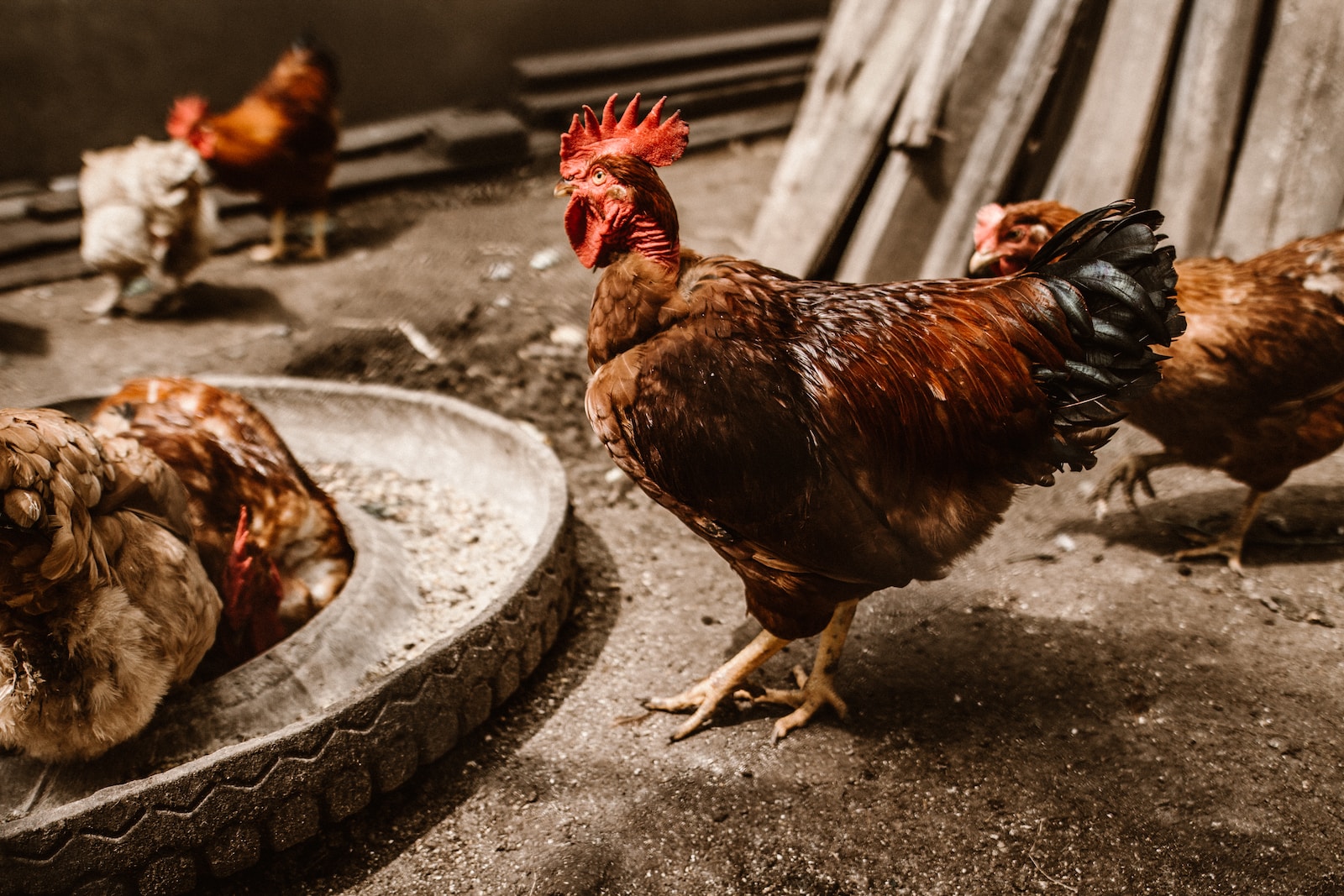 Do Chickens Need to Be Fed Before Bedtime? The Truth About Feeding Your Flock at Night.