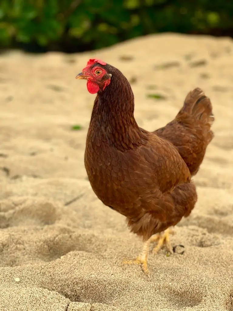 Finding the Right Sand for Your Chicken Coop: Tips and Tricks
