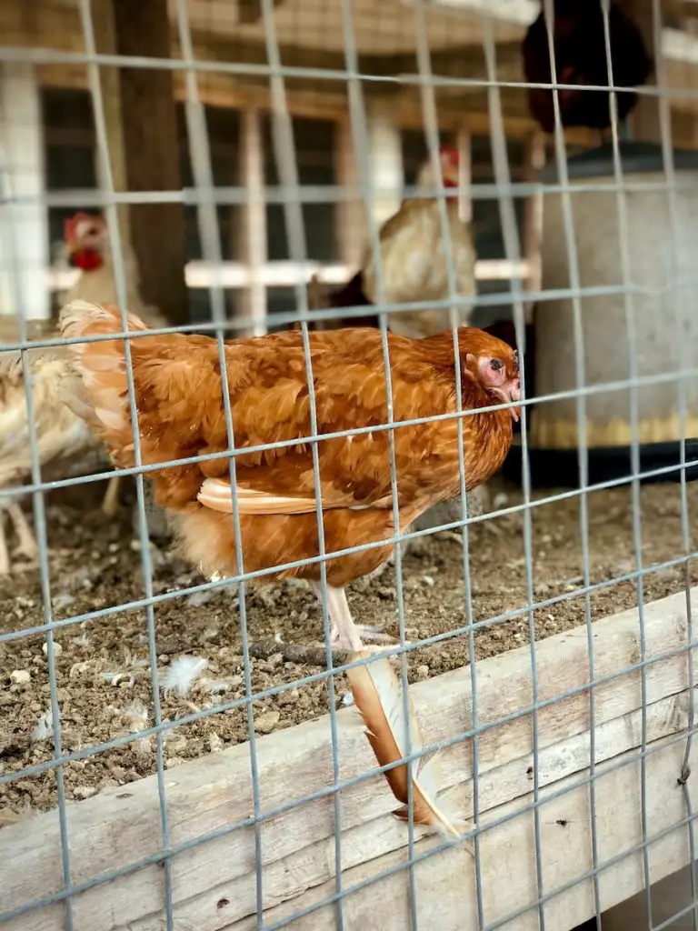 How to Care for a Sick Chicken: A Guide for Chicken Keepers.