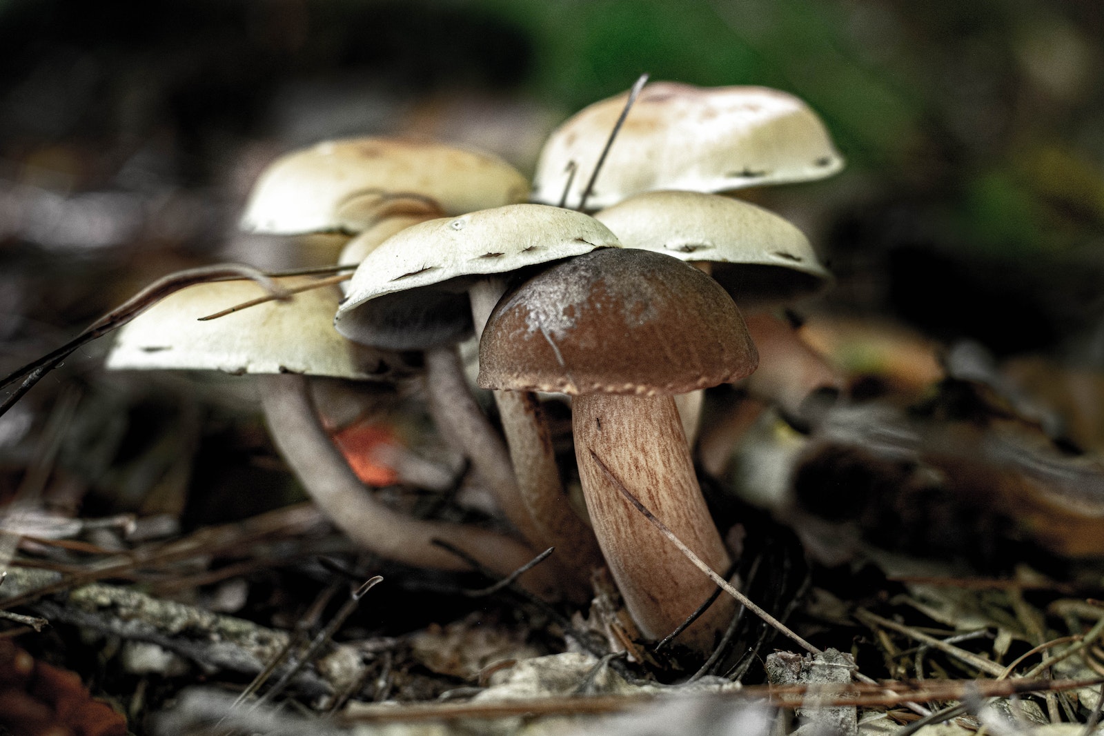 Mushrooms in My Compost Bin: The Vital Role of Fungi and Mushrooms in Composting.