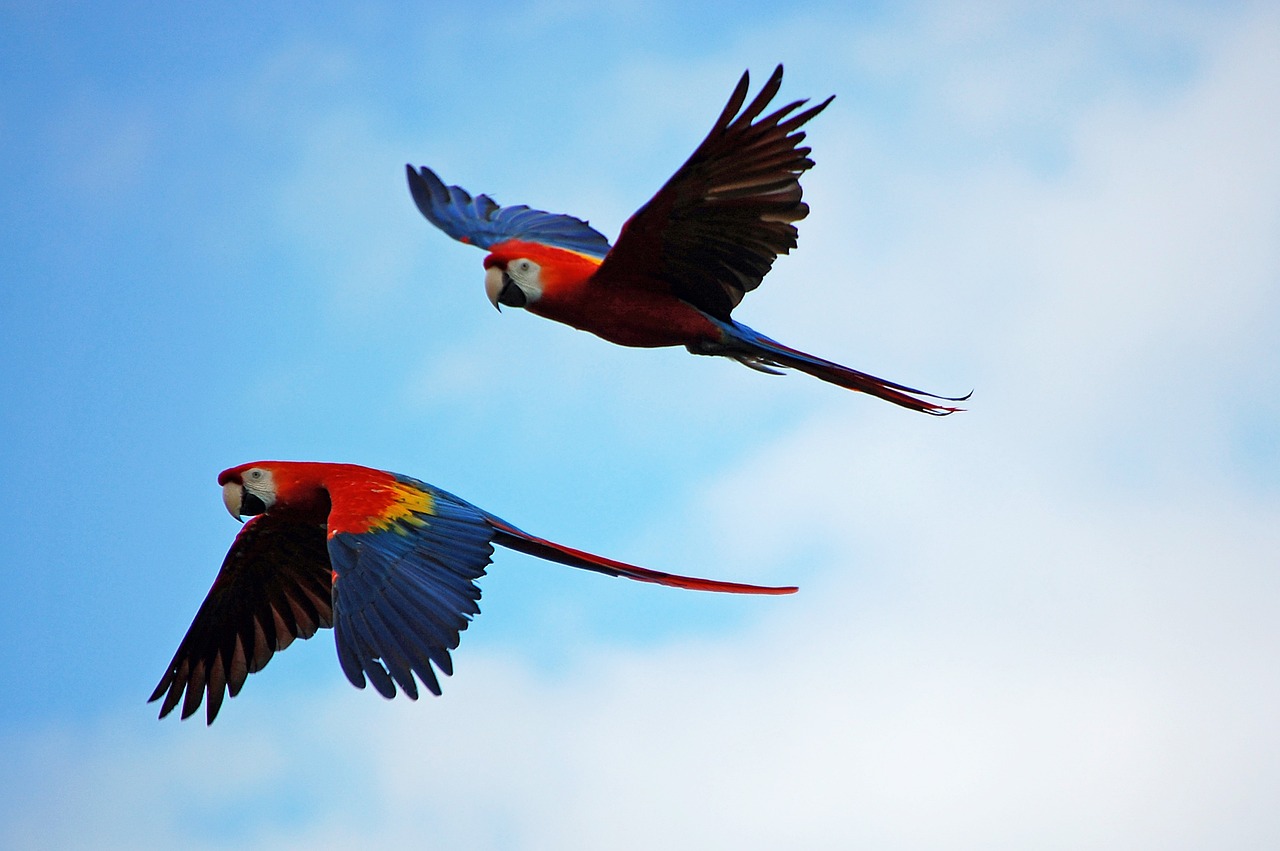 Parrot Flight Risk: Understanding Likelihood of Escape.