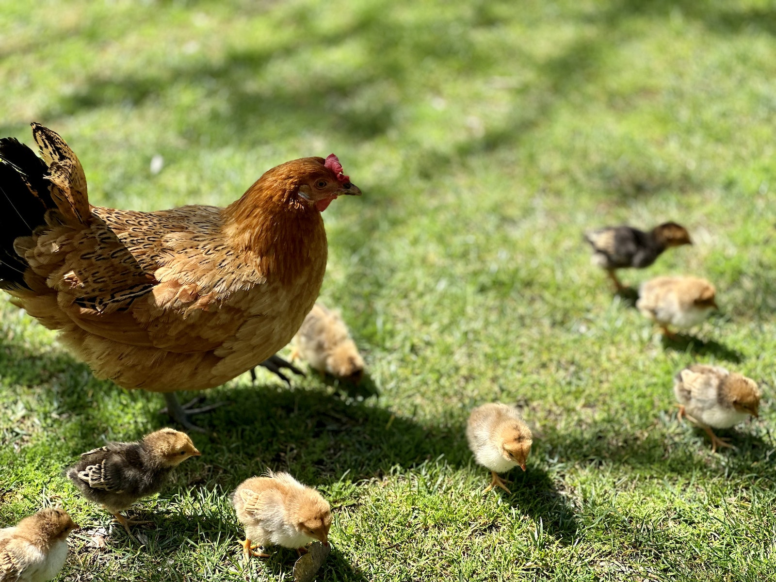 Do I Need to Disclose Having Chickens to My Insurance Company?