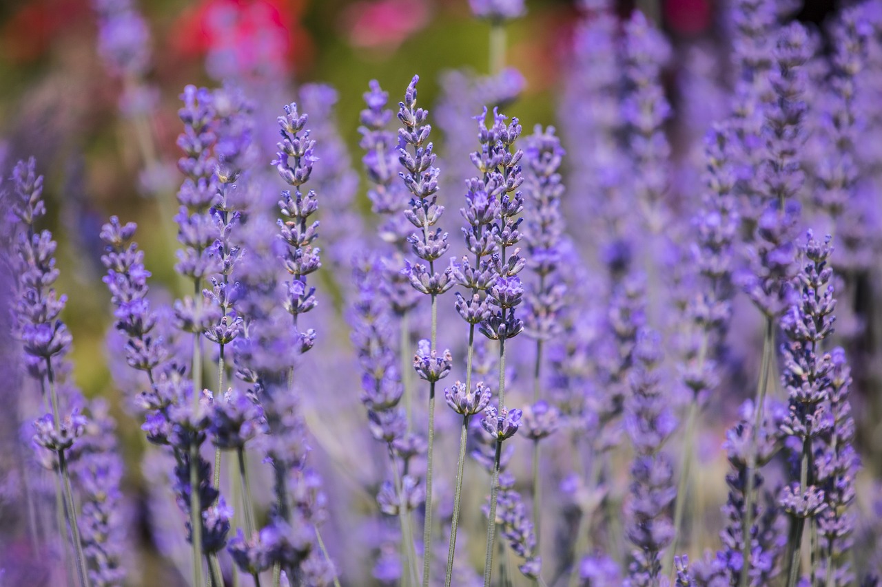 Make Your Backyard Smell Amazing: Aromatherapy Oasis Tips
