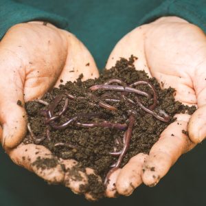 The Great Worm Debate: Buying Worms for Composting - Necessity or Luxury?