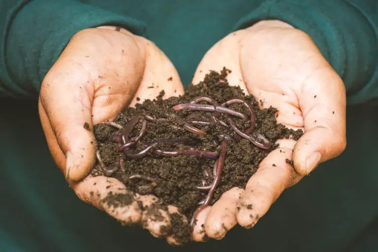 Composting 101: A Beginner’s Guide to Getting Started
