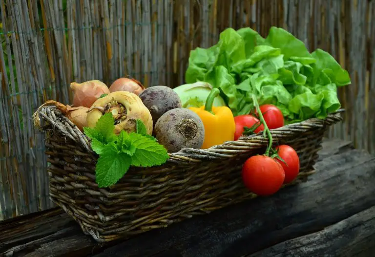 Gardening Classes for Adult Beginners: Unlocking The Green Thumb Within.