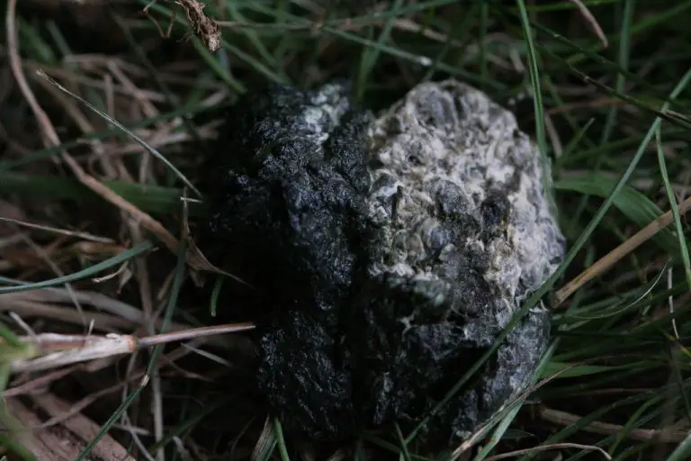 How to Dispose off Chicken Poop.