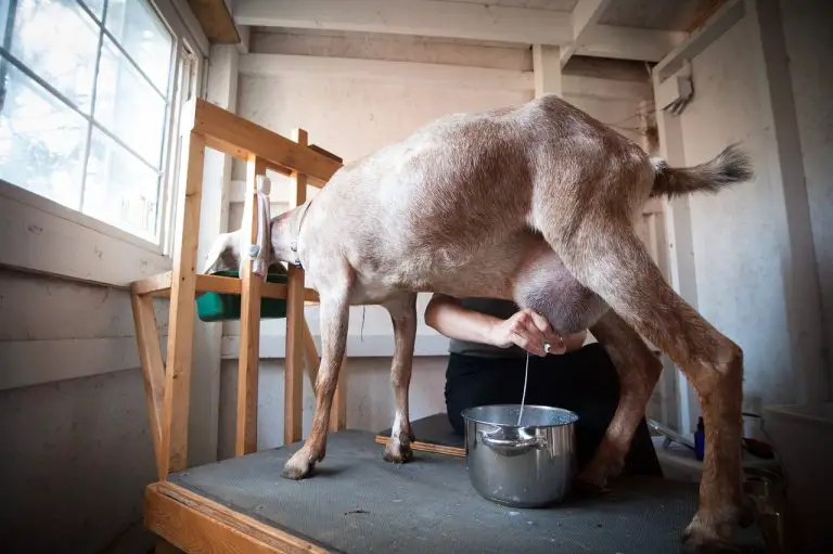 Making Goat Milk Lotion From Backyard Goats