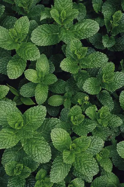 Mint can be planted around your chicken coop