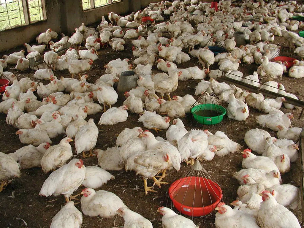 Why are my Cornish Cross Broiler Chickens Dying? Polystead