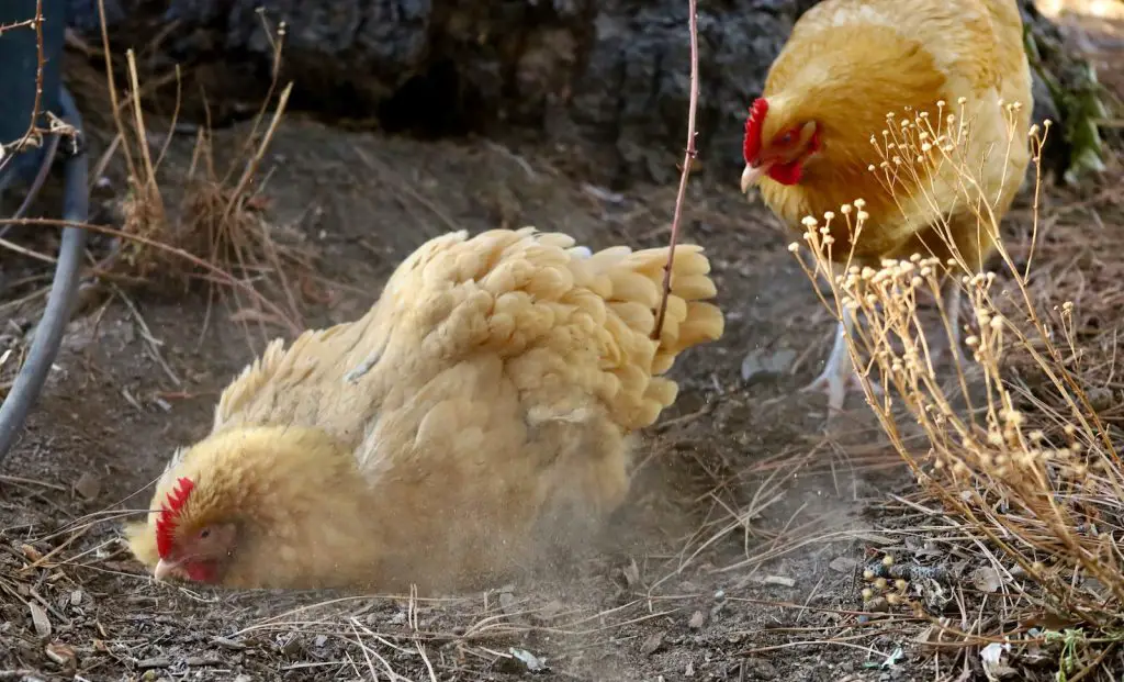 Chicken Dust Bathing Helps Get Rid of External parasites