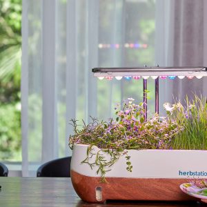 My Journey to Discover the Best Light for Growing Plants Indoors.s