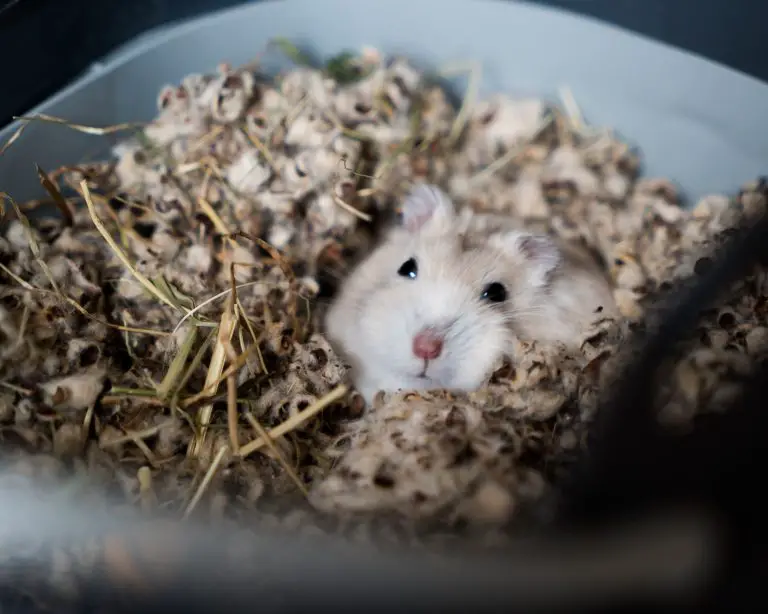 Using Used Hamster Bedding in Compost: Exploring the Possibilities.