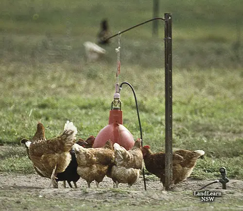 How to Hang a Chicken Waterer: A Step-by-Step Guide for Poultry Keepers