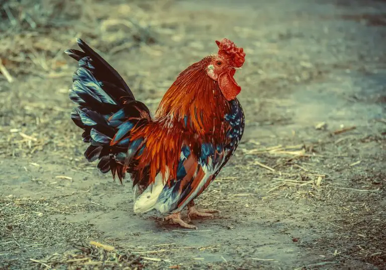 Why is my Chickens Poop Red? A Detailed Look at Causes of Reddish Chicken Poop.