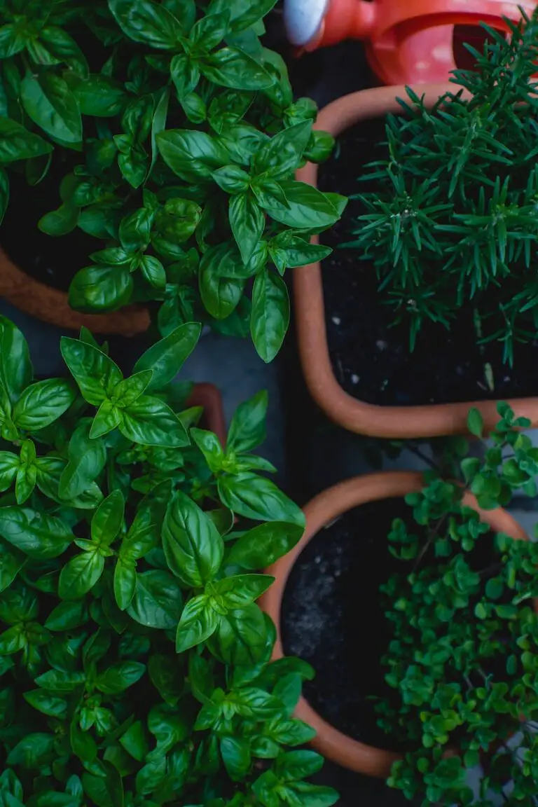 Indoor Vegetable Gardening in Urban Apartments