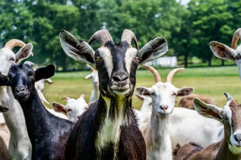 Can You Butcher A Goat In Your Backyard