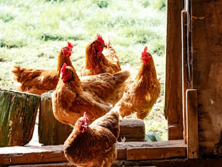 Chicken Owners in Idaho: Dealing with Predators, Winters, and Summers