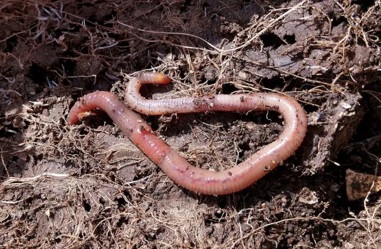 How Long Does Vermicomposting Take?