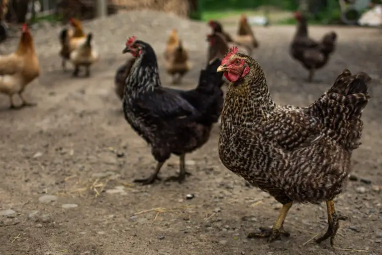 Best Backyard Chickens For Florida