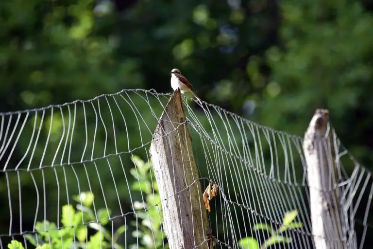 Netting To Cover Chicken Run: Factors to Consider.