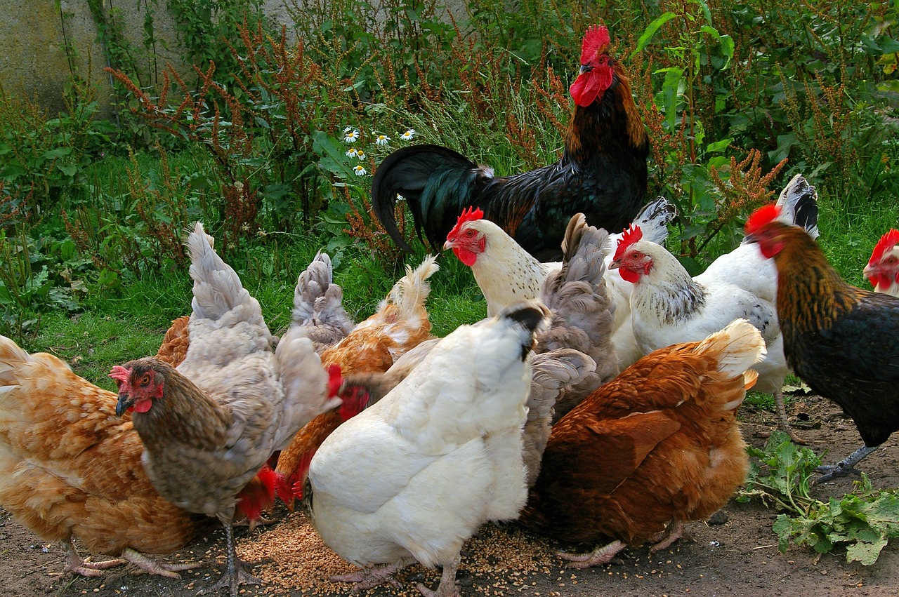 Factors to Consider When Replacing Chickens and Their Retirement