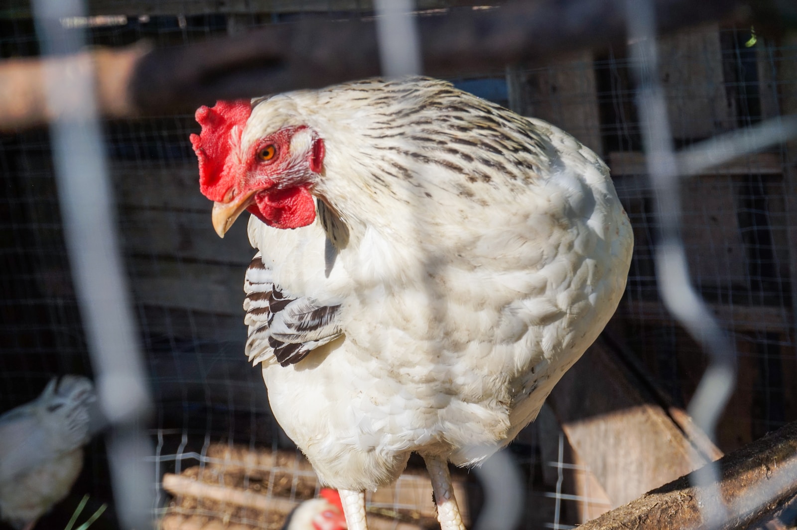Why Chickens Make Loud Noises While Laying Eggs - Causes and Solutions