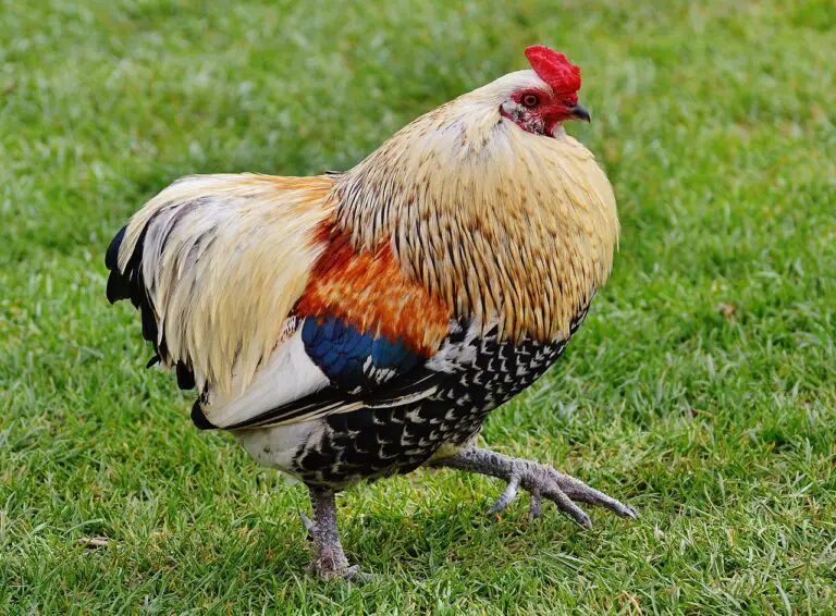 Why Is My Rooster Losing All of His Tail Feathers?