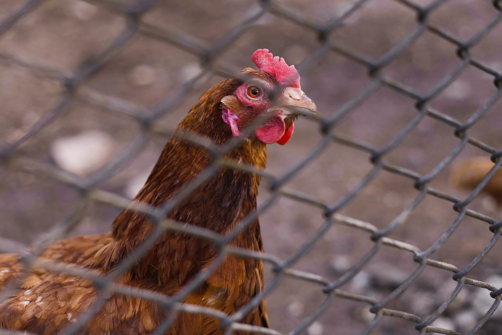 Why Are My Chickens Eyes Are Swollen Shut